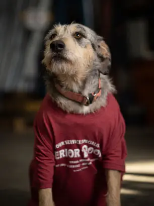 Superior Door Team Member Dog